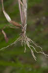 Wiry panicgrass